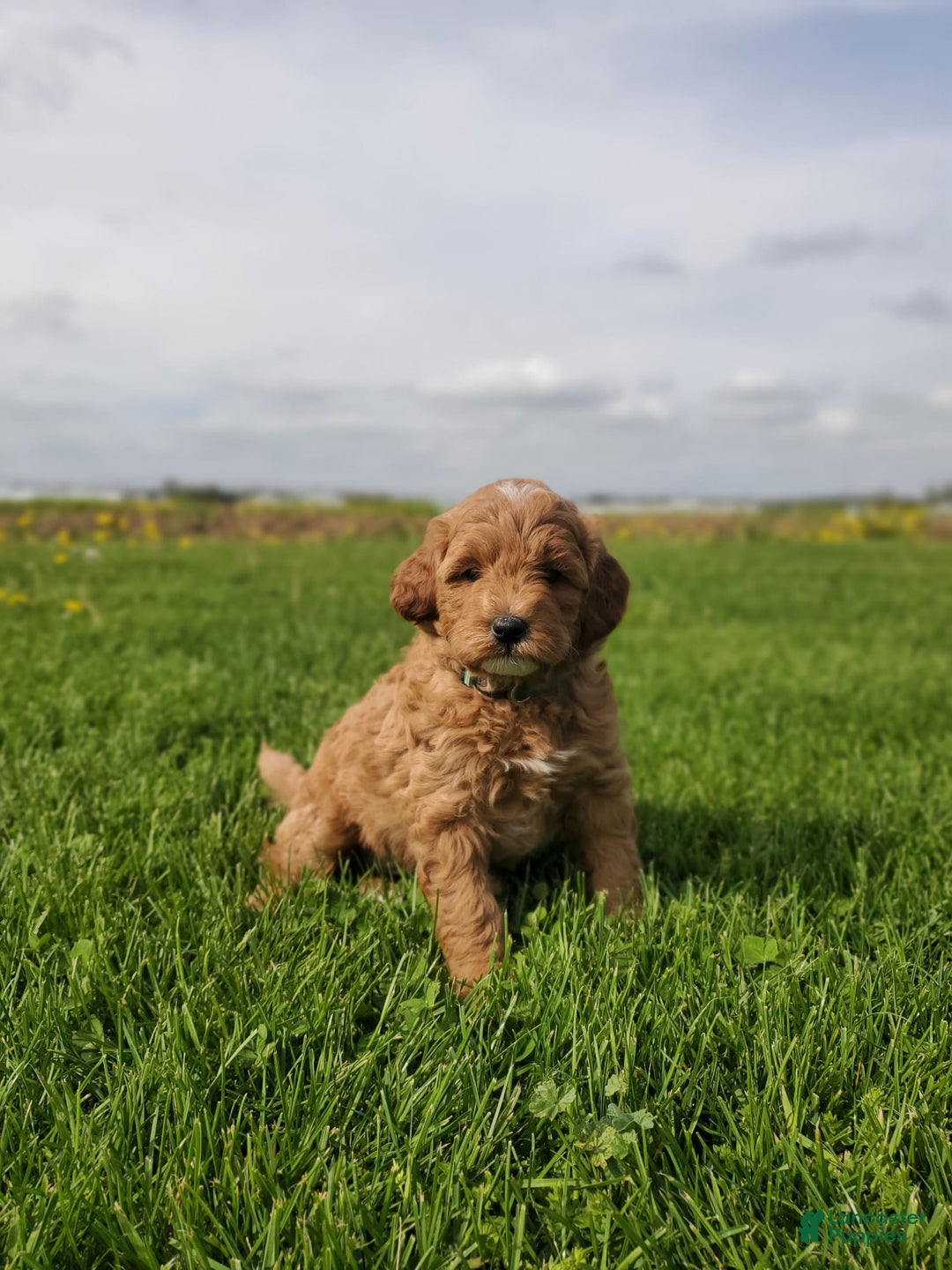 Mini Goldendoodle dogs for sale: Milo F1b - Image 13