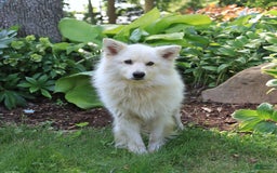 American Eskimo dogs for sale: Stuart - Image 8