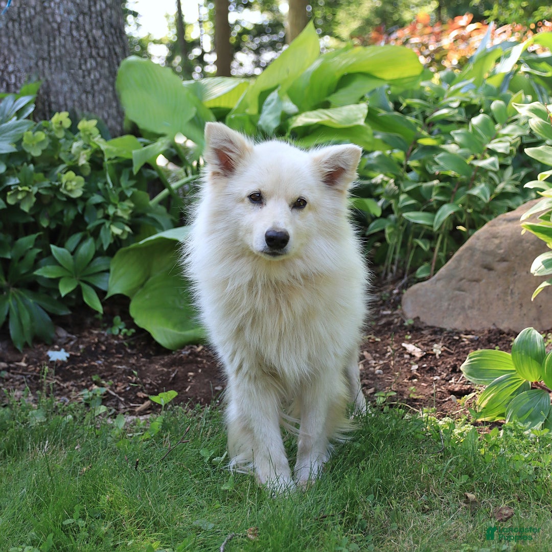 American Eskimo dogs for sale: Stuart - Image 8