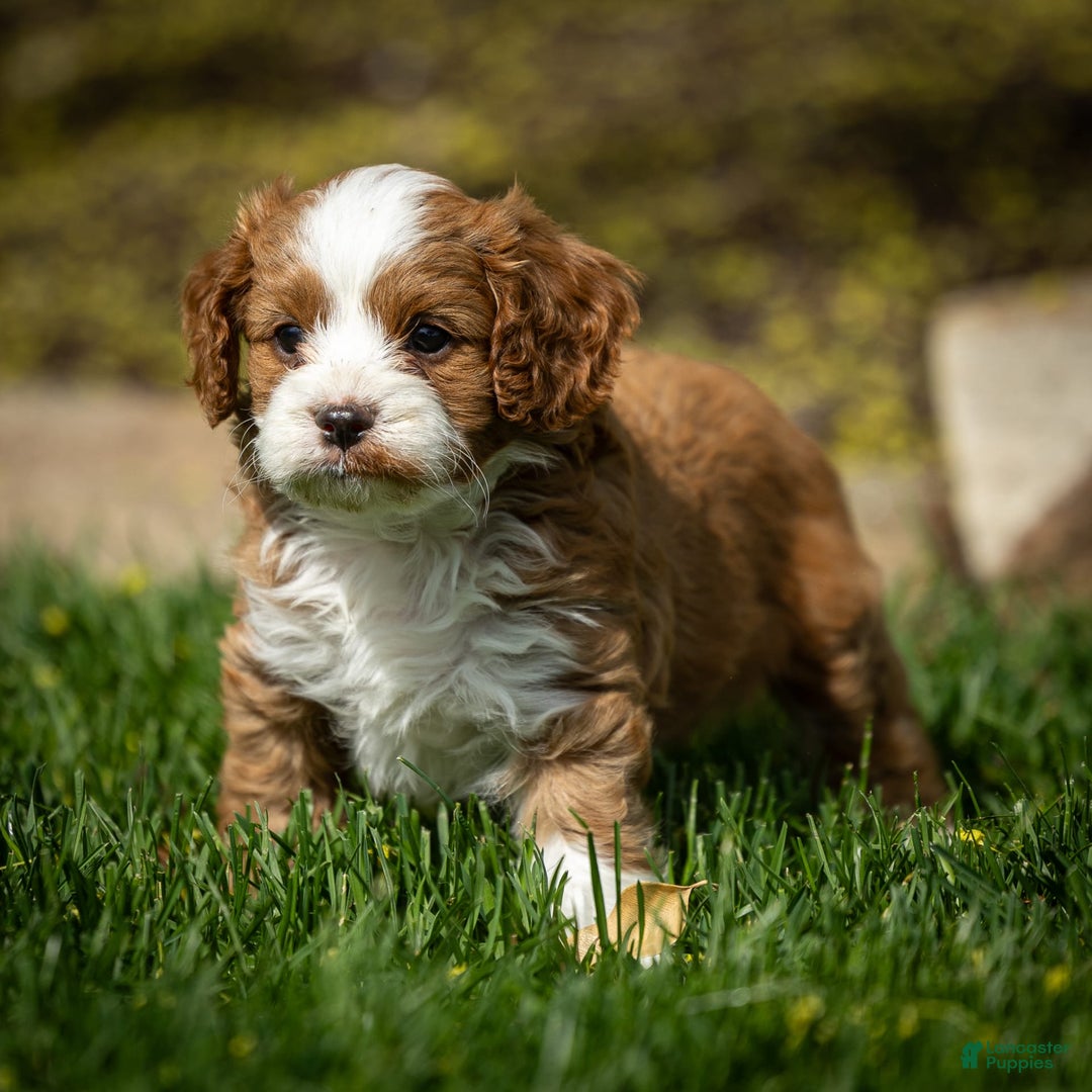 Cavapoo dogs for sale: Rusty - Image 15