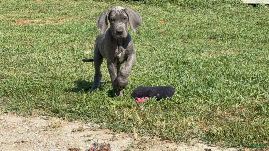 Great Dane dogs for sale: Great Dane 4 puppies - Image 13