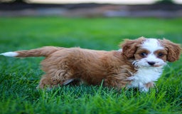 Cavapoo dogs for sale: Rusty - Image 11
