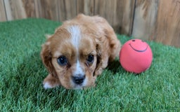 Cavalier King Charles Spaniel dogs for sale: Lucy Girl 2 - Image 4