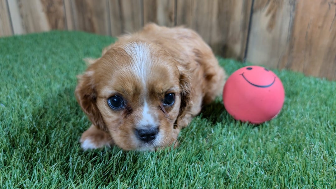 Cavalier King Charles Spaniel dogs for sale: Lucy Girl 2 - Image 4