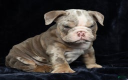 English Bulldog dogs for sale: Zeke - Image 9