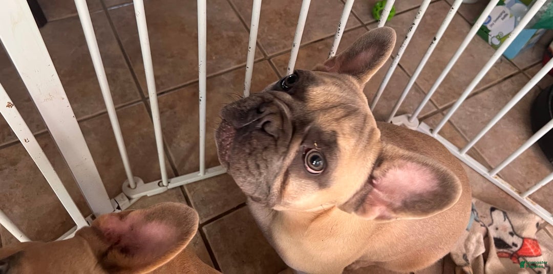 French Bulldog dogs for sale: Grey Grey - Image 1