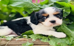 Cavalier King Charles Spaniel dogs for sale: Ryan - Image 1