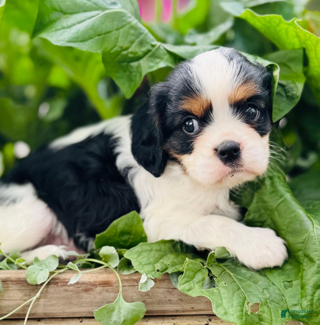 Cavalier King Charles Spaniel dogs for sale: Ryan - Image 1