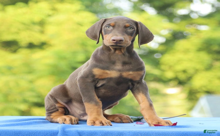 Doberman Pinscher dogs for sale - Ad 4