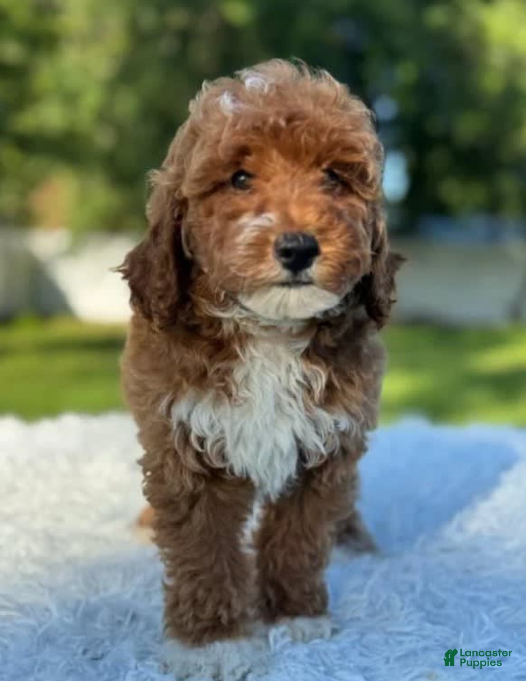 Goldendoodle dogs for sale: Milo - Image 10