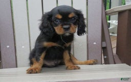 Cavalier King Charles Spaniel dogs for sale: Cavalier King Charles Spaniel 2 puppies - Image 2