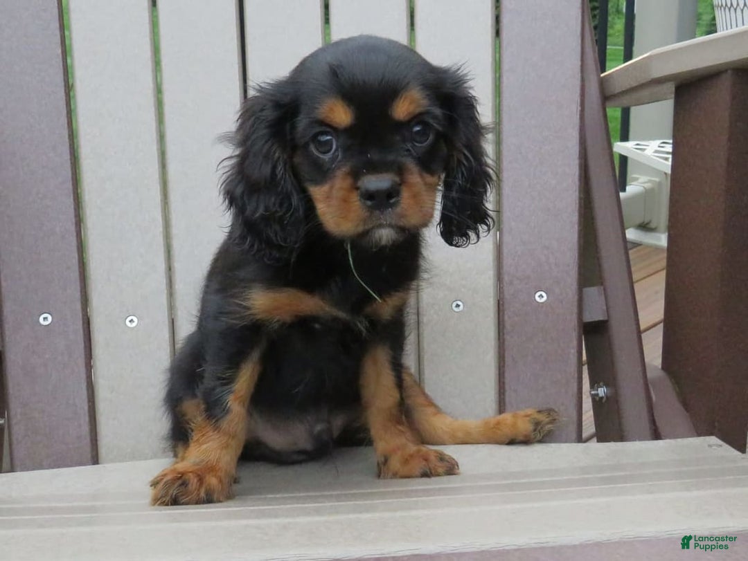 Cavalier King Charles Spaniel dogs for sale: Cavalier King Charles Spaniel 2 puppies - Image 2