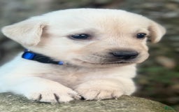 Labrador Retriever dogs for sale: Frost - Image 9