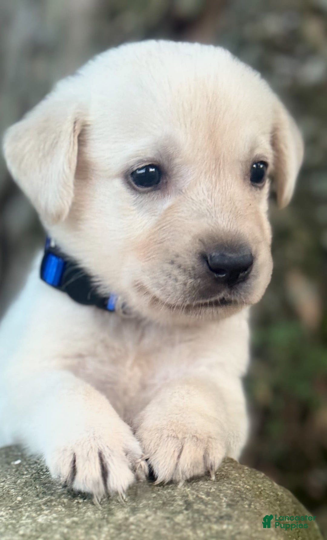 Labrador Retriever dogs for sale: Frost - Image 9