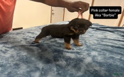Rottweiler dogs for sale: Pink Collar - Image 1