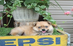 Pomeranian dogs for sale: Carmen - Image 1