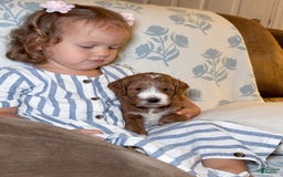 Goldendoodle dogs for sale: Charlotte - Image 24