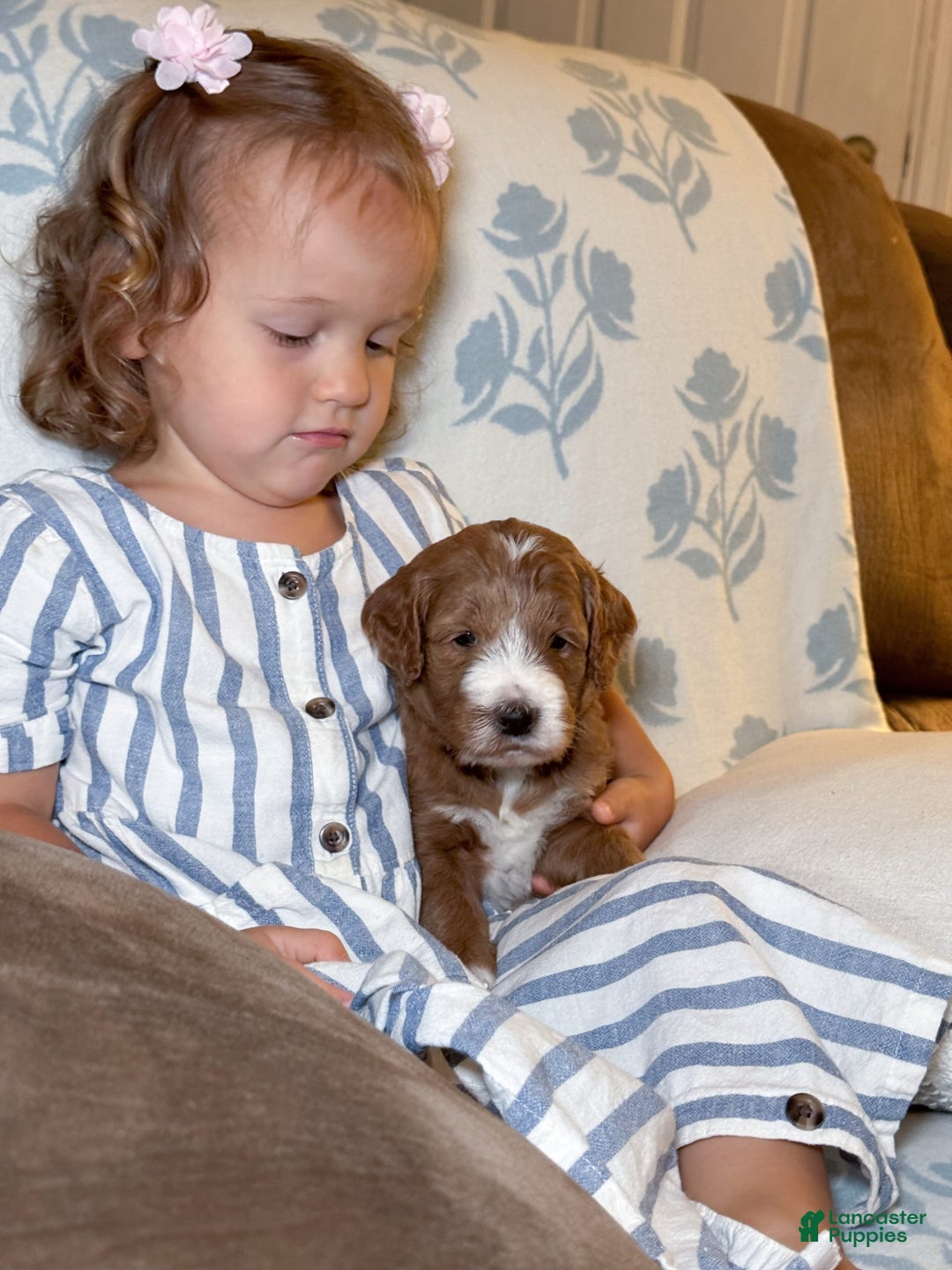 Goldendoodle dogs for sale: Charlotte - Image 24