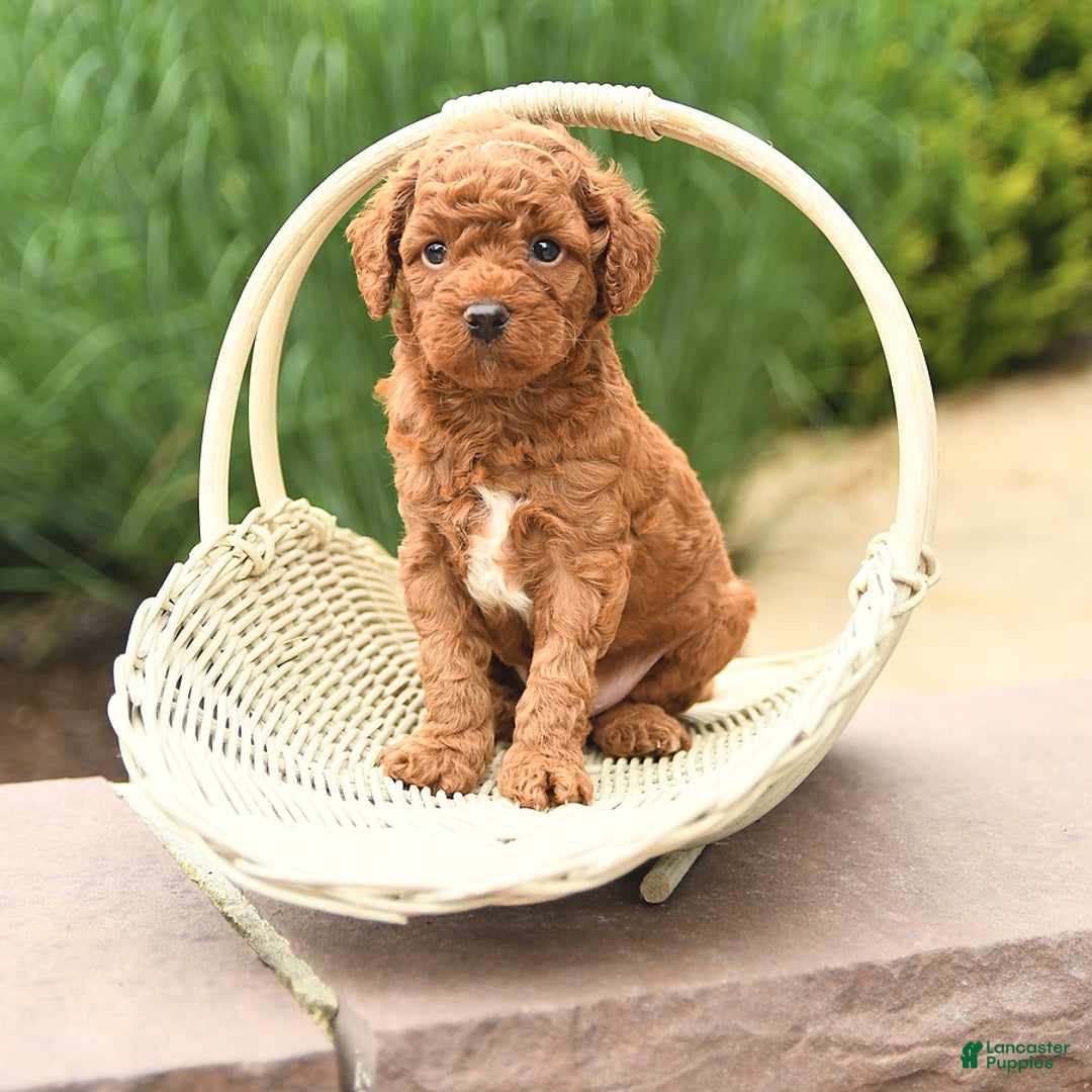 Cockapoo dogs for sale: Mickey - Image 5