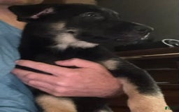 Belgian Malinois dogs for sale: Britta - Image 8