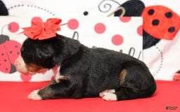 Bernese Mountain Dog dogs for sale: Pebbles - Image 65