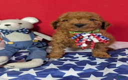 Mini Goldendoodle dogs for sale: Sprout Green Collar Toy Size - Image 3