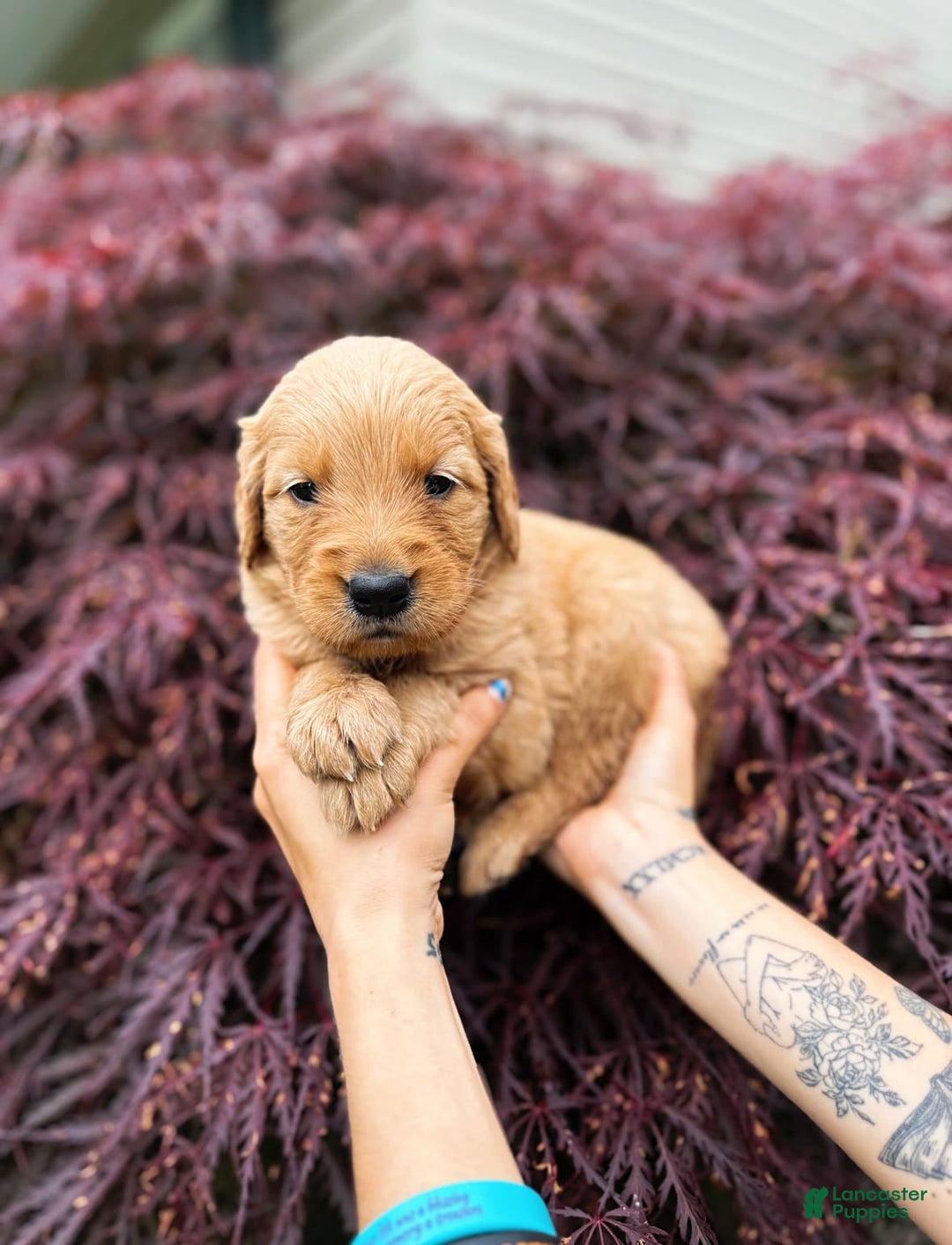 Golden Retriever dogs for sale: Spruce - Image 7