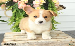 Welsh Corgi Pembroke dogs for sale: Peaches - Image 5