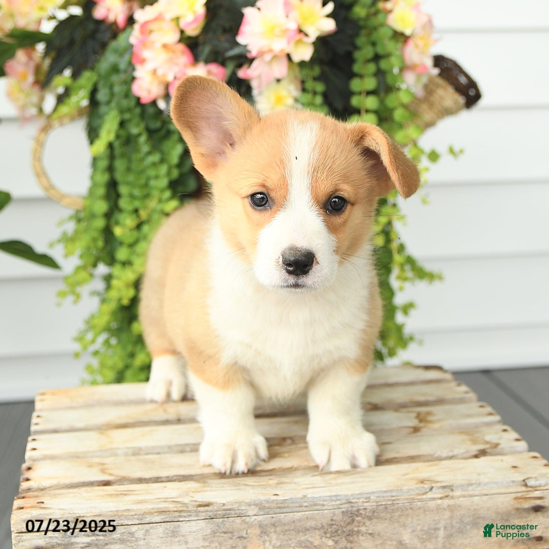 Welsh Corgi Pembroke dogs for sale: Peaches - Image 5