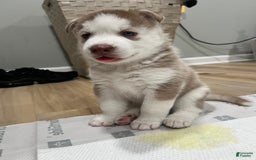 Siberian Husky dogs for sale: Munchie - Image 2
