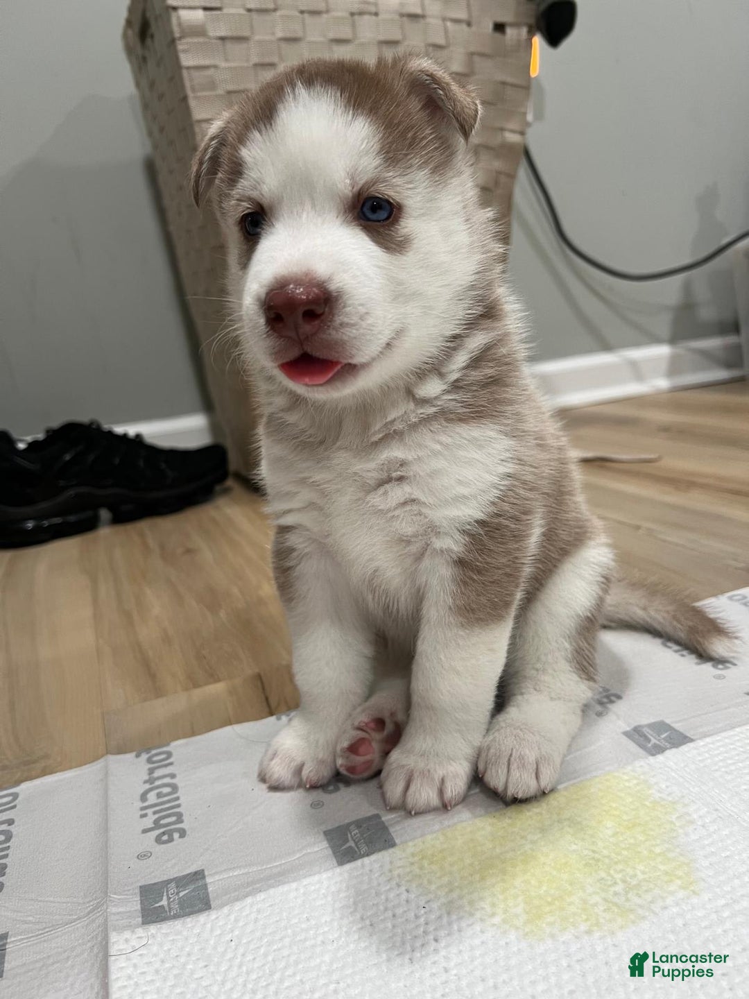 Siberian Husky dogs for sale: Munchie - Image 2