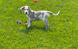 Great Dane dogs for sale: Heather - Image 1