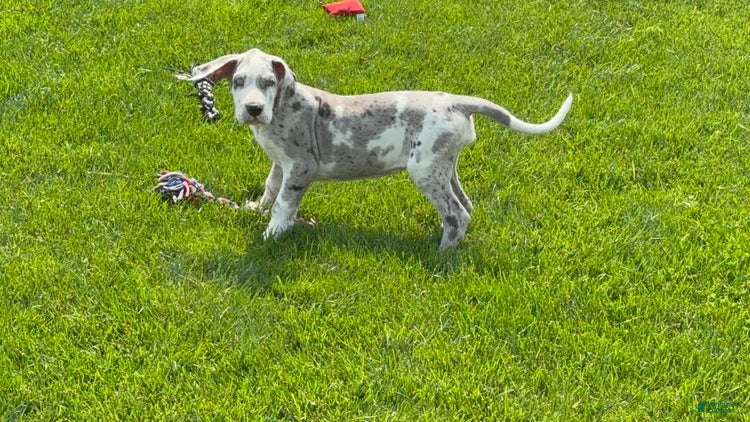 Great Dane dogs for sale - Ad 2