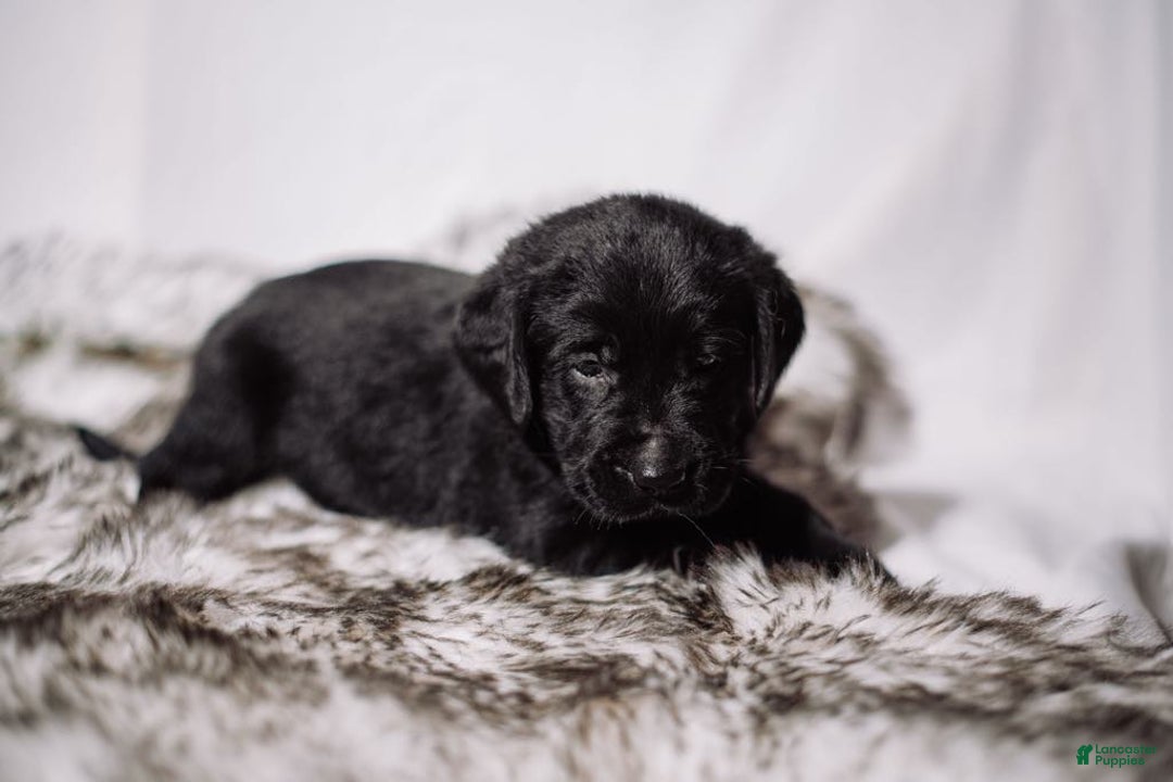 Goldador dogs for sale: Orange - Image 5