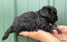 Shihpoo dogs for sale: Crumble - Image 3