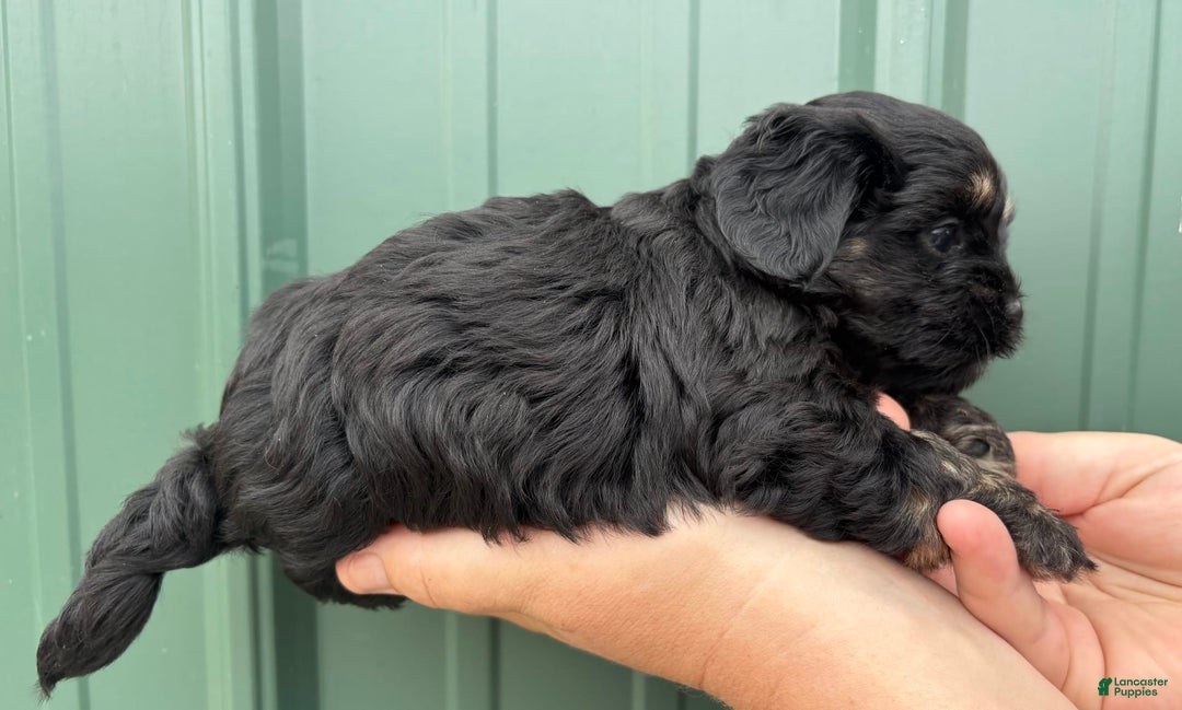 Shihpoo dogs for sale: Crumble - Image 3