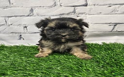 Morkie dogs for sale: Pongo - Image 2