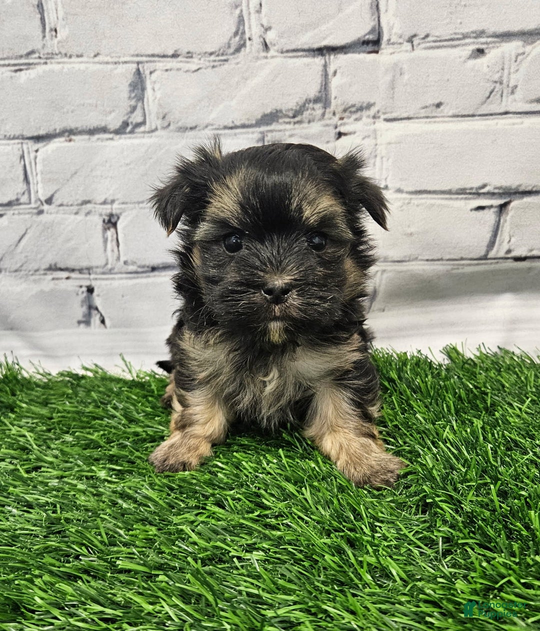 Morkie dogs for sale: Pongo - Image 2