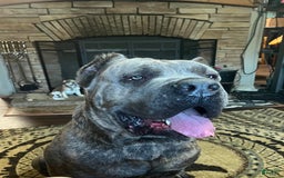 Cane Corso dogs for sale: Annabelle - Image 3
