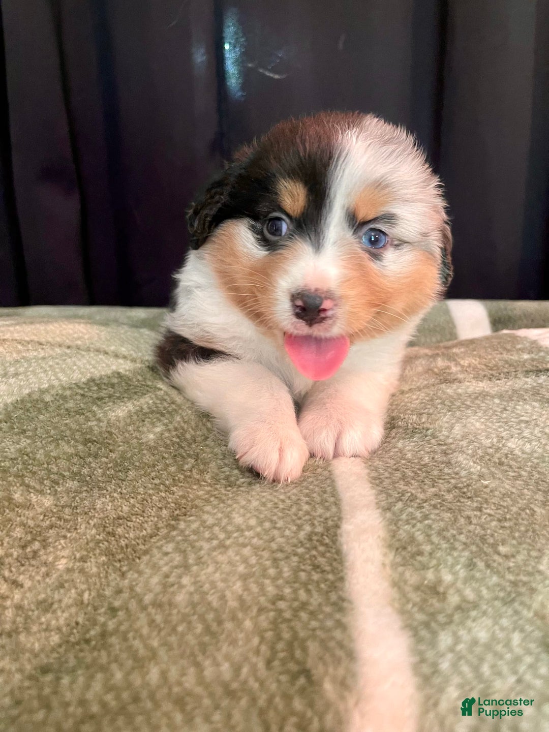Australian Shepherd dogs for sale: Sailor - Image 1