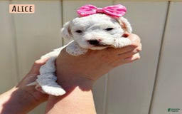 Mini Goldendoodle dogs for sale: Petite Alice - Image 3