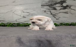 Mini Hippo dogs for sale: Casey - Image 1