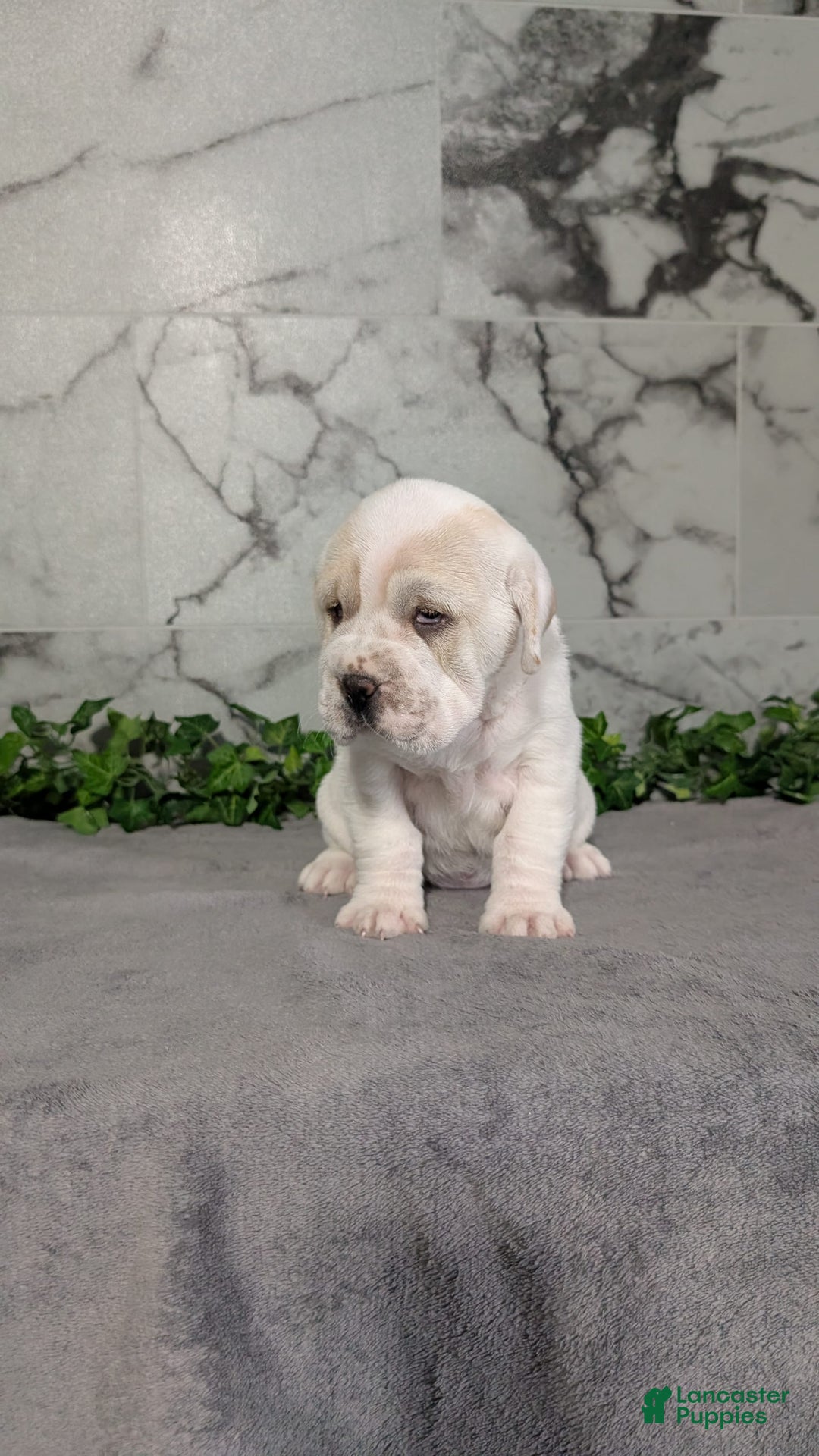 Mini Hippo dogs for sale: Casey - Image 1