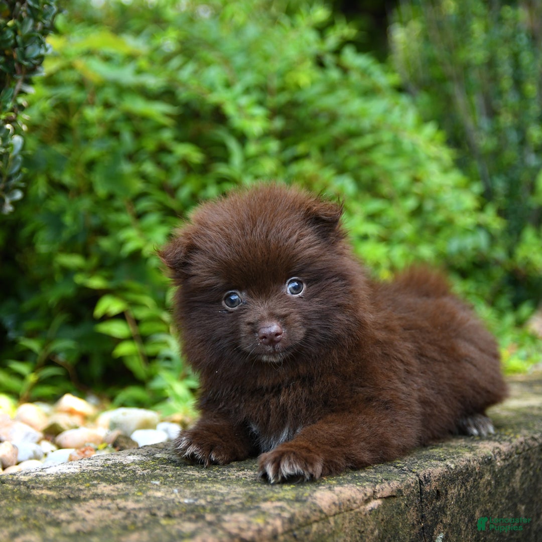Pomeranian dogs for sale: Gracie - Image 4