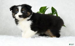 Australian Shepherd dogs for sale: Beulah - Image 7