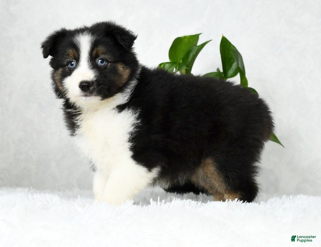 Australian Shepherd dogs for sale: Beulah - Image 7