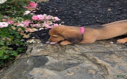 Dachshund dogs for sale: Lena - Image 23