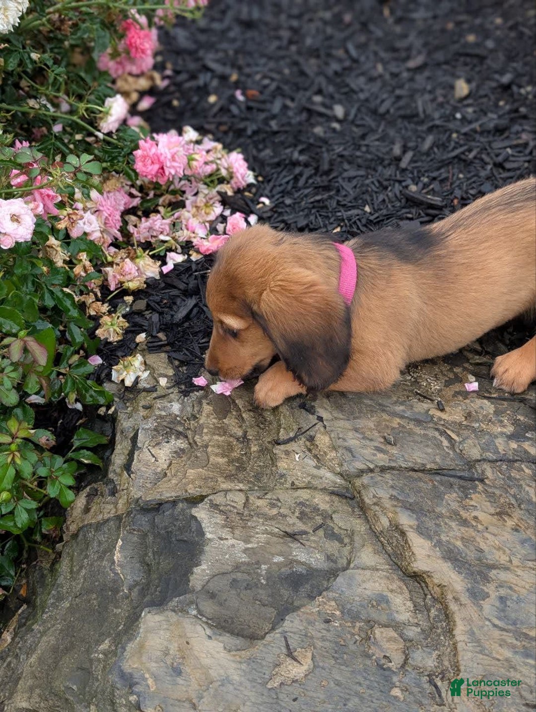 Dachshund dogs for sale: Lena - Image 23