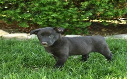 Belgian Malinois dogs for sale: Lily - Image 4