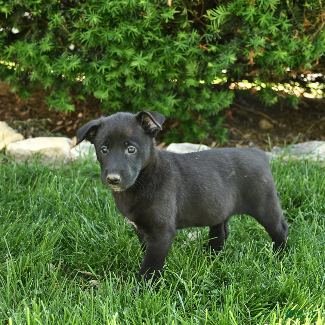 Belgian Malinois dogs for sale: Lily - Image 4